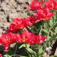 Flash Point Tulip Bulbs