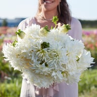 Fleurel Dahlia Knöl