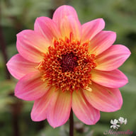 Floorinoor Dahlia Tuber