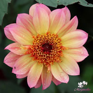 Floorinoor Dahlia Tuber