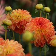 Floriande Dahlia Knöl
