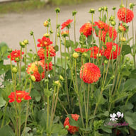 Floriande Dahlia Knöl