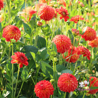Floriande Dahlia Knöl