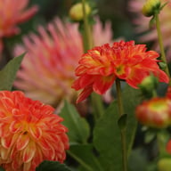 Floriande Dahlia Knöl
