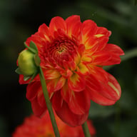 Floriande Dahlia Knöl