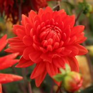 Forrestal Dahlia Tuber