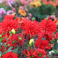 Forrestal Dahlia Tuber