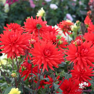 Forrestal Dahlia Tuber