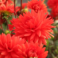 Forrestal Dahlia Tuber