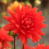 Forrestal Dahlia Tuber