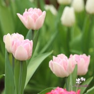 Foxtrot Tulip Bulbs