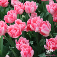 Foxtrot Tulip Bulbs