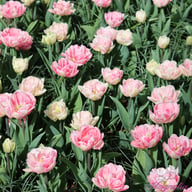 Foxtrot Tulip Bulbs