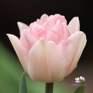 Foxtrot Tulip Bulbs