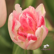 Foxtrot Tulip Bulbs