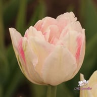 Foxtrot Tulip Bulbs