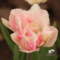 Foxtrot Tulip Bulbs