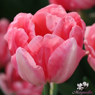 Foxtrot Tulip Bulbs