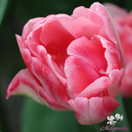 Foxtrot Tulip Bulbs