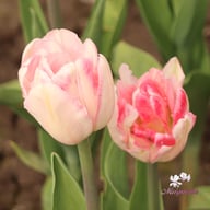 Foxtrot Tulip Bulbs