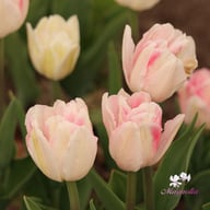 Foxtrot Tulip Bulbs