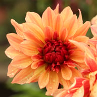 Foxy Dahlia Tuber