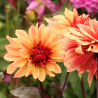 Foxy Dahlia Tuber