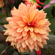 Foxy Dahlia Tuber