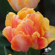 Foxy Foxtrot Tulip Bulbs