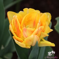 Foxy Foxtrot Tulip Bulbs