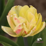 Foxy Foxtrot Tulip Bulbs