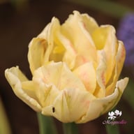 Foxy Foxtrot Tulip Bulbs