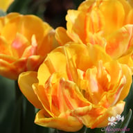 Foxy Foxtrot Tulip Bulbs