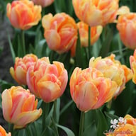Foxy Foxtrot Tulip Bulbs