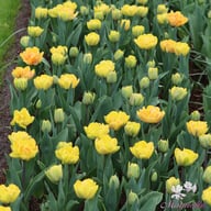 Foxy Foxtrot Tulip Bulbs