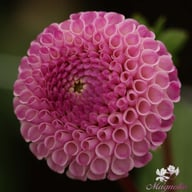Frank Holmes Dahlia Knöl