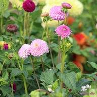 Frank Holmes Dahlia Knöl