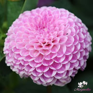 Franz Kafka Dahlia Knöl
