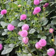 Franz Kafka Dahlia Knöl