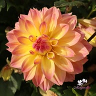 Fred Blomstrar (stickling) Dahlia Stickling