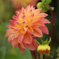 Fred Blomstrar (stickling) Dahlia Stickling