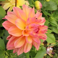 Fred Blomstrar (stickling) Dahlia Stickling