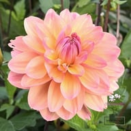 Fred Blomstrar (stickling) Dahlia Stickling