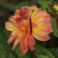 Fred Blomstrar (stickling) Dahlia Stickling