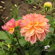 Fred Blomstrar (stickling) Dahlia Stickling