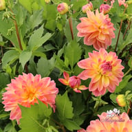 Fred Blomstrar (stickling) Dahlia Stickling