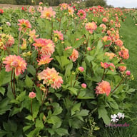 Fred Blomstrar (stickling) Dahlia Stickling