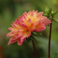 Fred Blomstrar (stickling) Dahlia Stickling