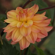Fred Blomstrar (stickling) Dahlia Stickling