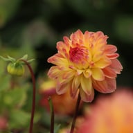Fred Blomstrar (stickling) Dahlia Stickling
